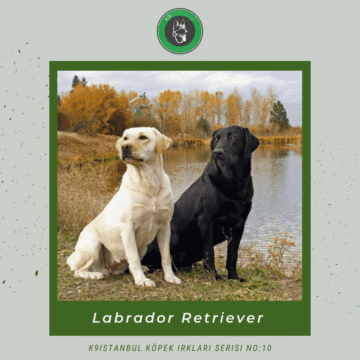 Labrador istanbul köpek eğitimi k9 istanbul görsel