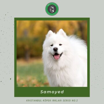 samoyed istanbul köpek eğitimi k9 istanbul görsel