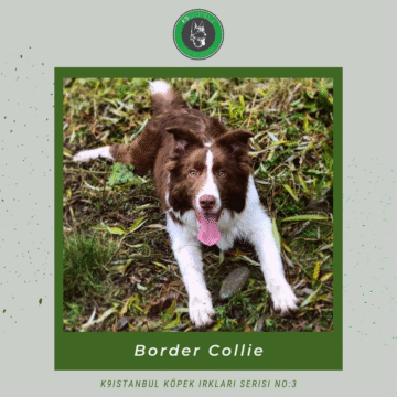 border collie istanbul köpek eğitimi k9 istanbul görsel