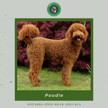 poodle istanbul köpek eğitimi k9 istanbul görsel