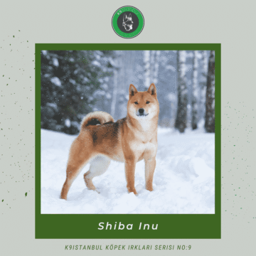 shiba inu özellikleri istanbul köpek eğitimi k9 istanbul görsel