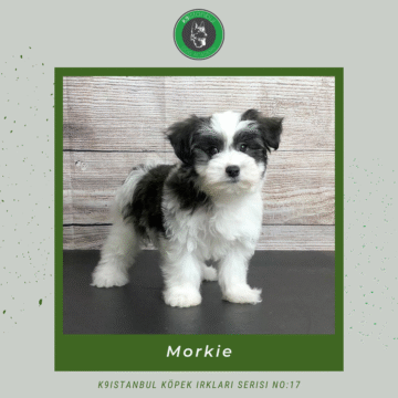 Morkie istanbul köpek eğitimi k9 istanbul görsel