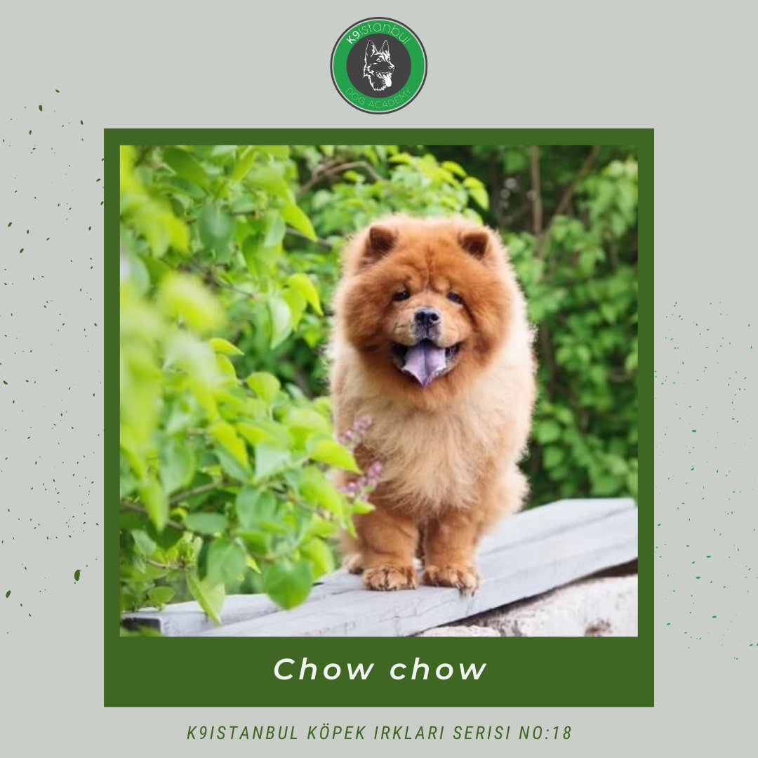 chow chow istanbul köpek eğitimi k9 istanbul görsel