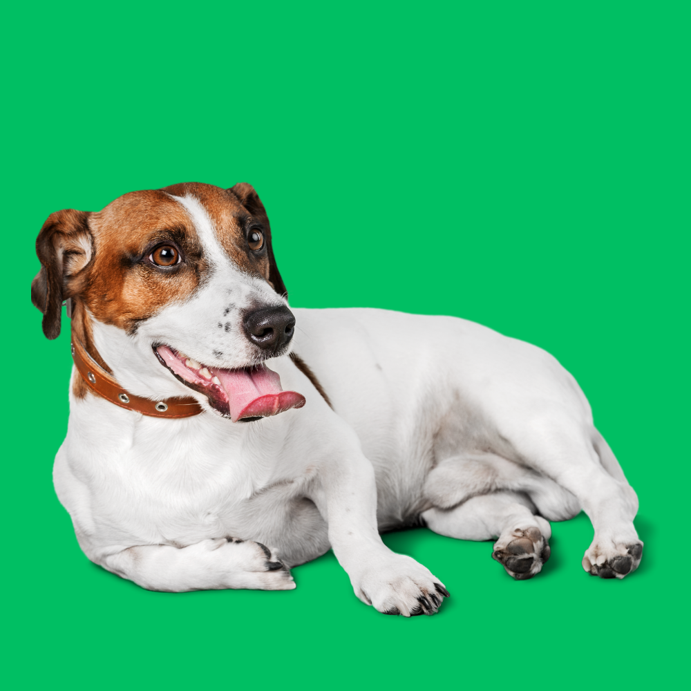istanbul köpek eğitimi k9 istanbul görsel
