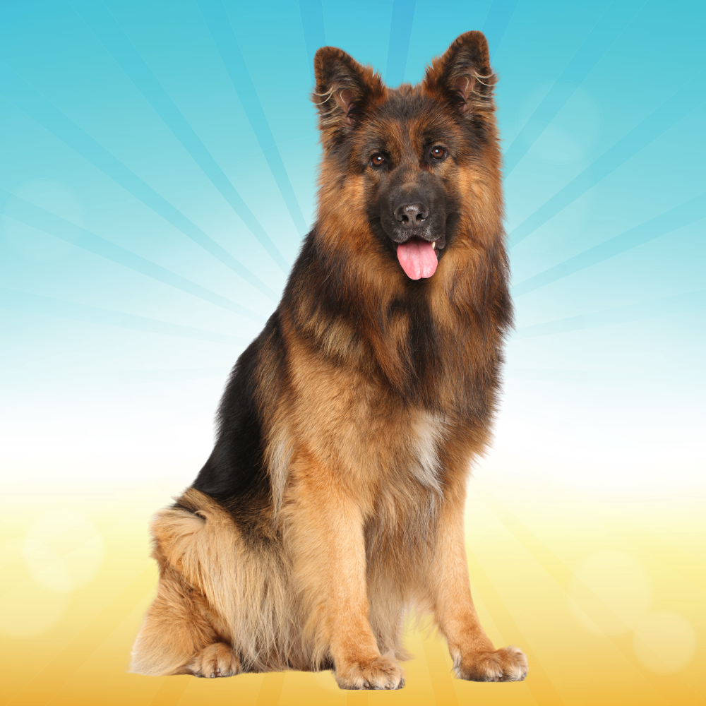 istanbul köpek eğitimi k9 istanbul görsel
