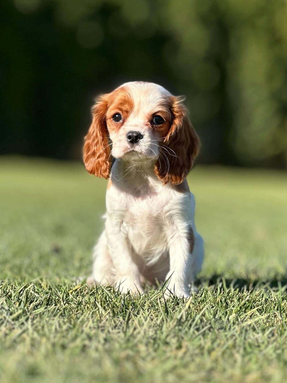 istanbul köpek eğitimi k9 istanbul görsel