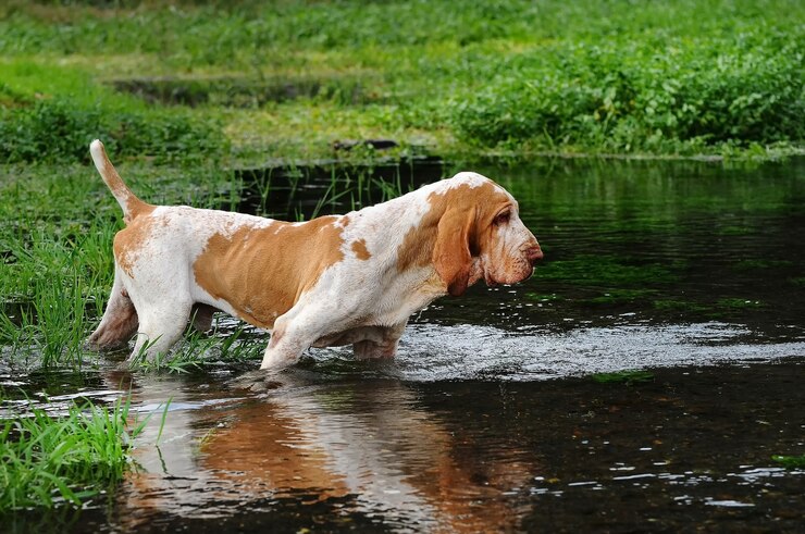 istanbul köpek eğitimi k9 istanbul görsel