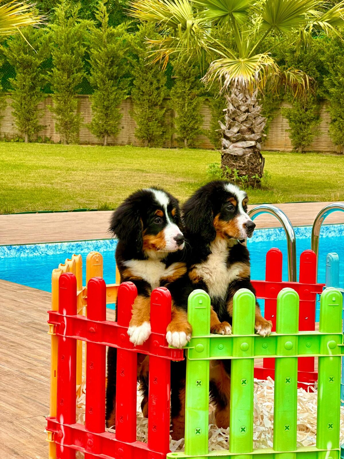 köpek eğitimi 14