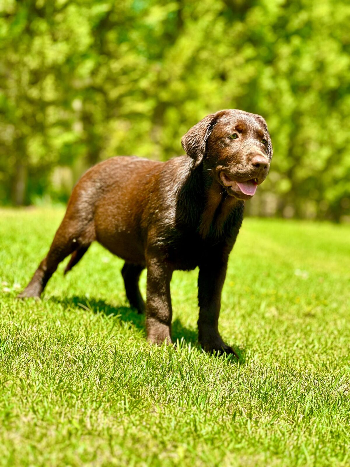 köpek eğitimi 16 görsel
