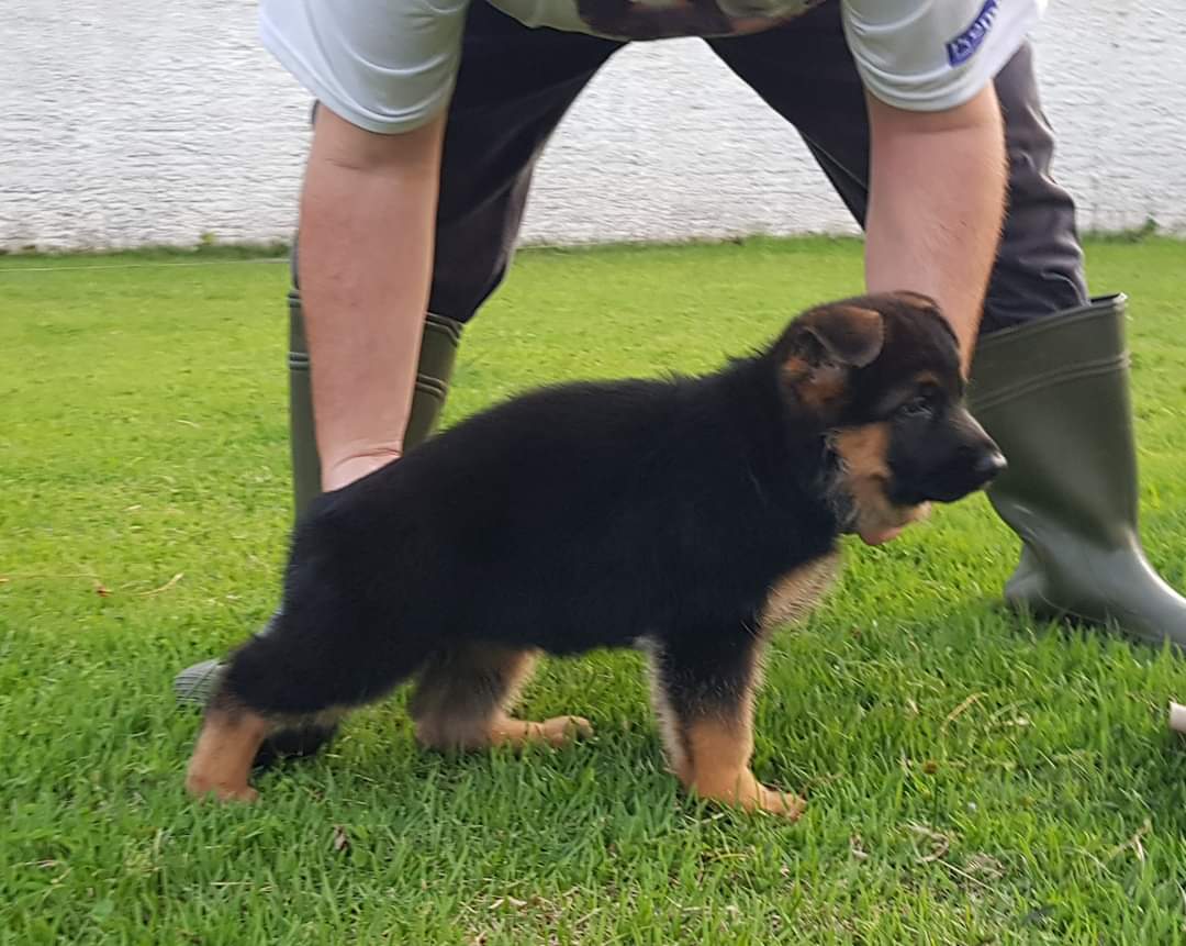 Alman Çoban Köpeği - Görsel 4