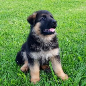 Alman Çoban Köpeği