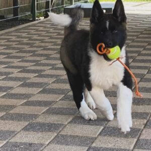 Amerikan Akita İnu