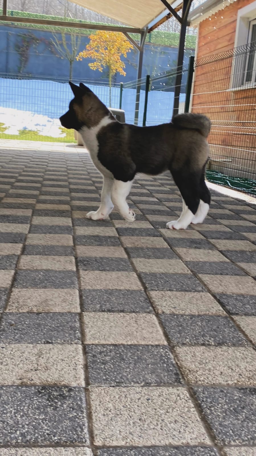 Amerikan Akita İnu - Görsel 3