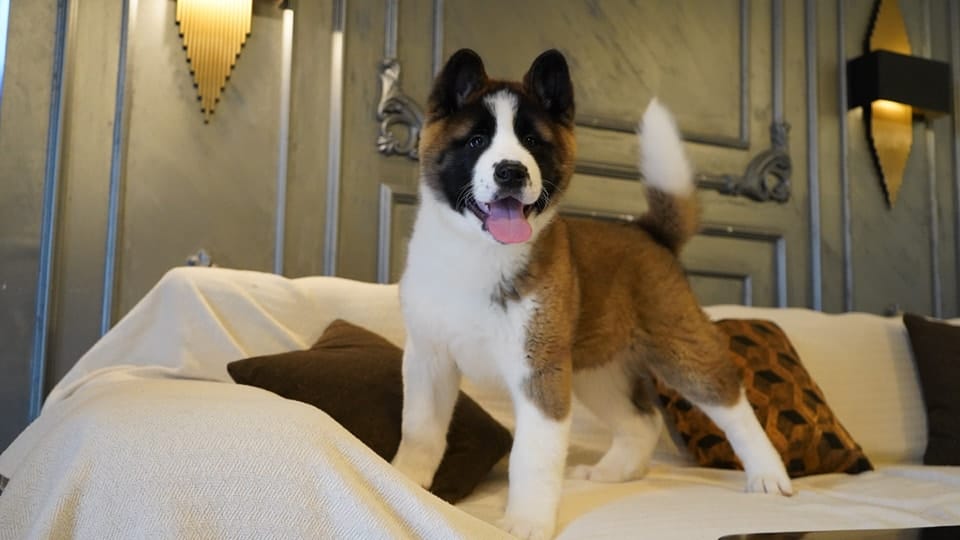 Amerikan Akita İnu - Görsel 6