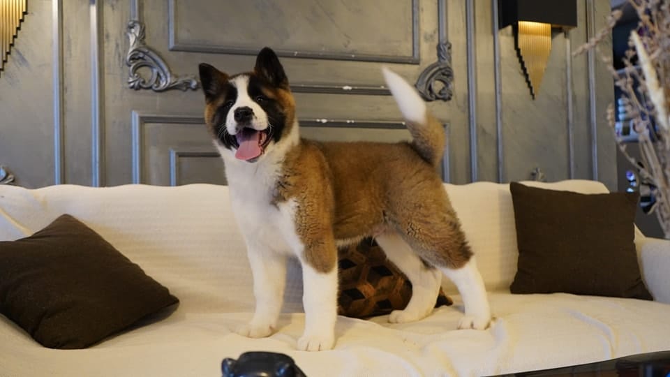 Amerikan Akita İnu - Görsel 7