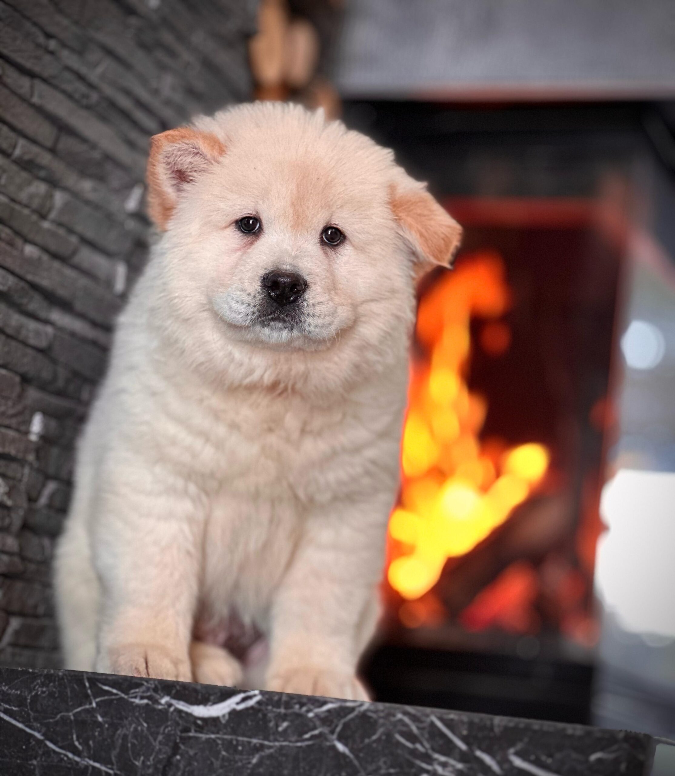 Beyaz Chow Chow