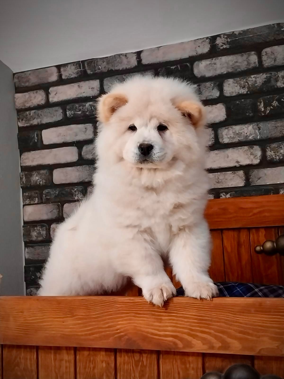 Beyaz Chow Chow