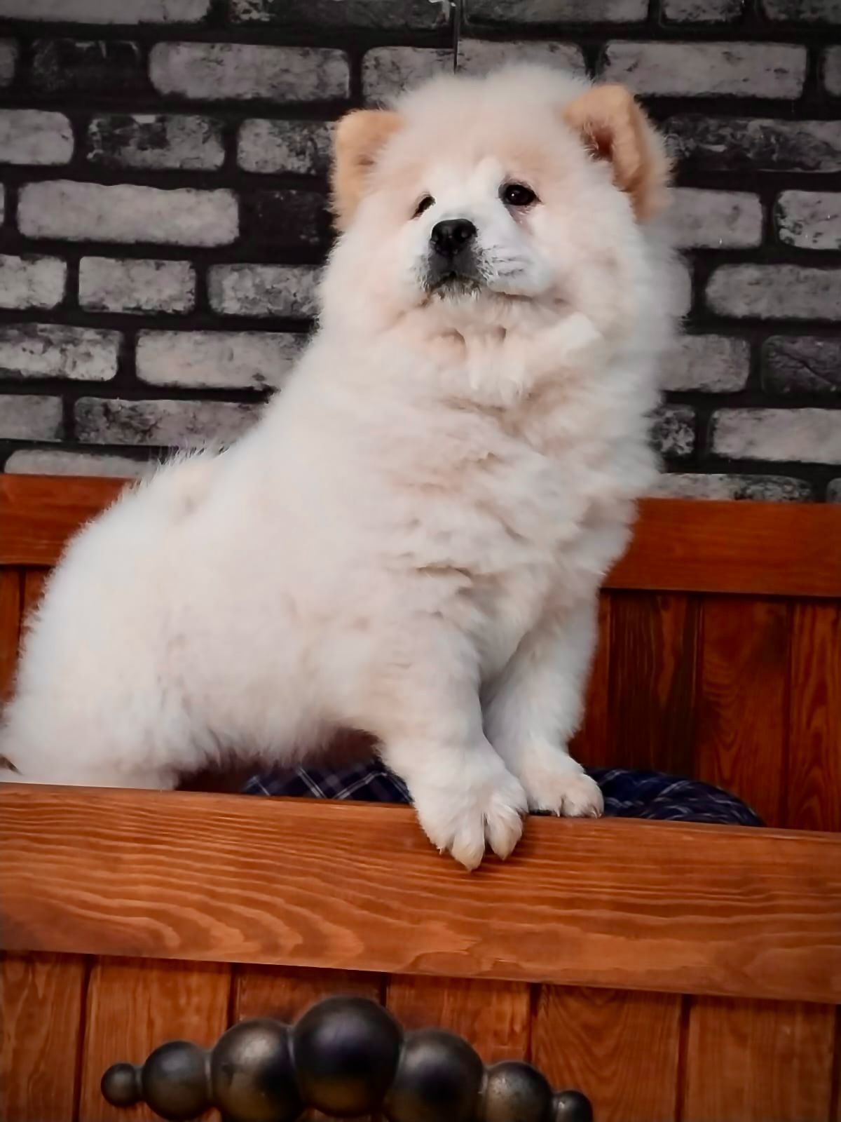 Beyaz Chow Chow - Görsel 3