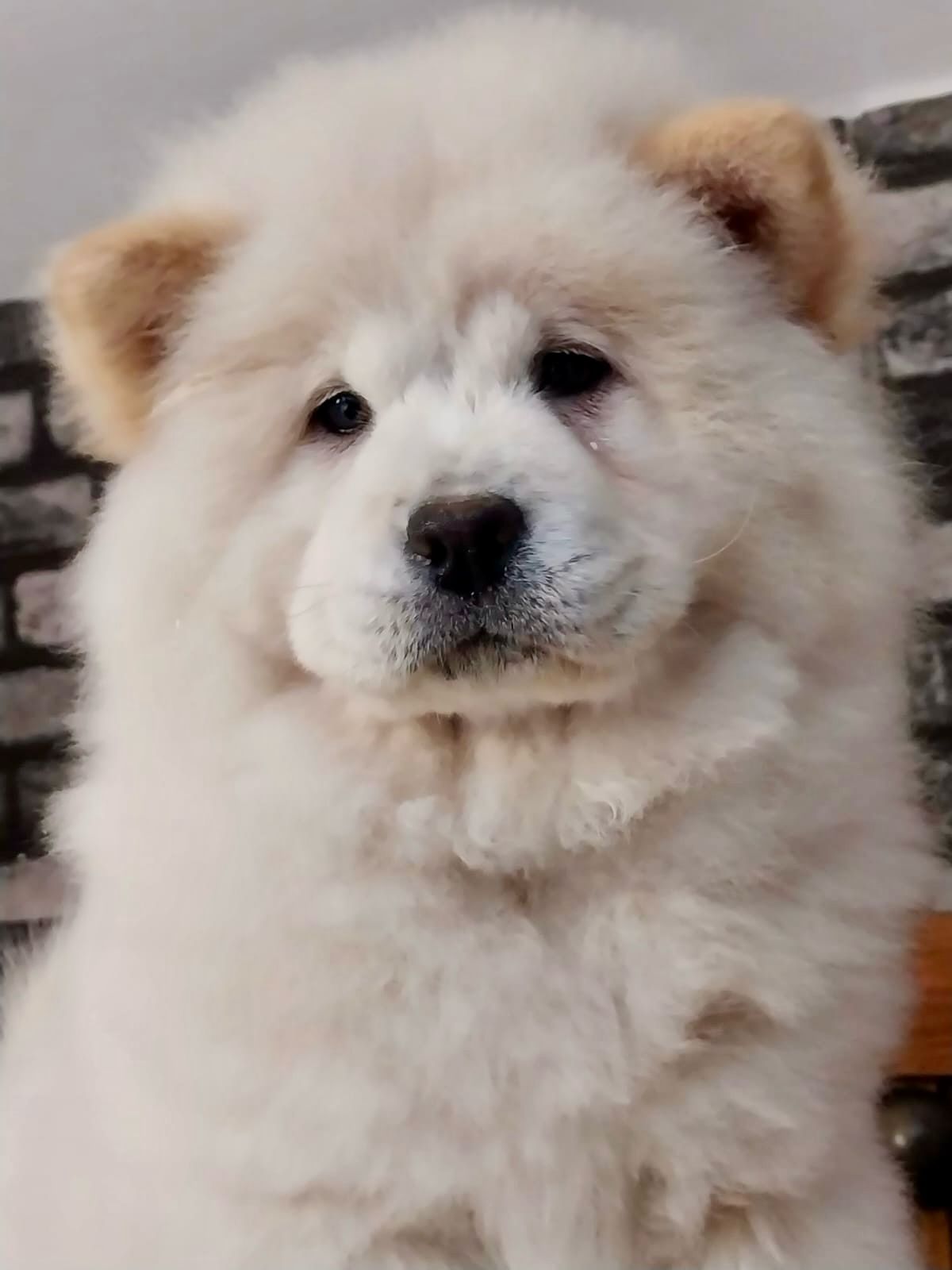 Beyaz Chow Chow - Görsel 4