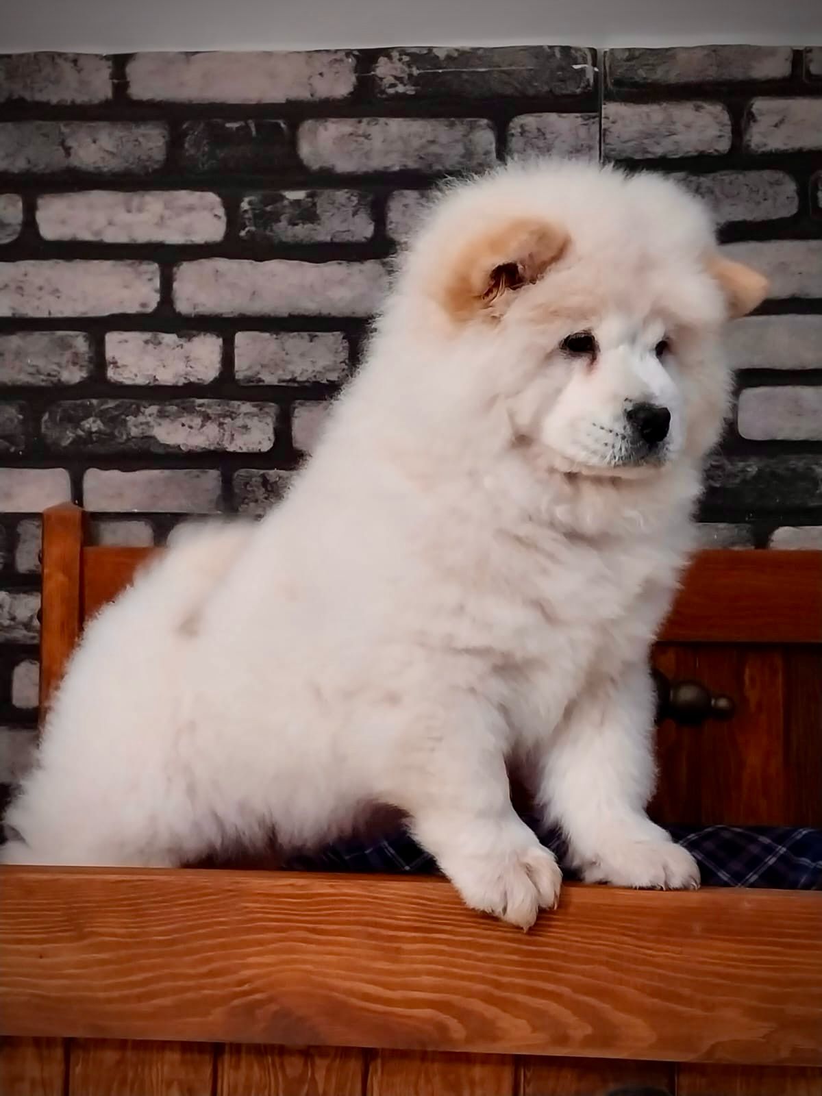 Beyaz Chow Chow - Görsel 5