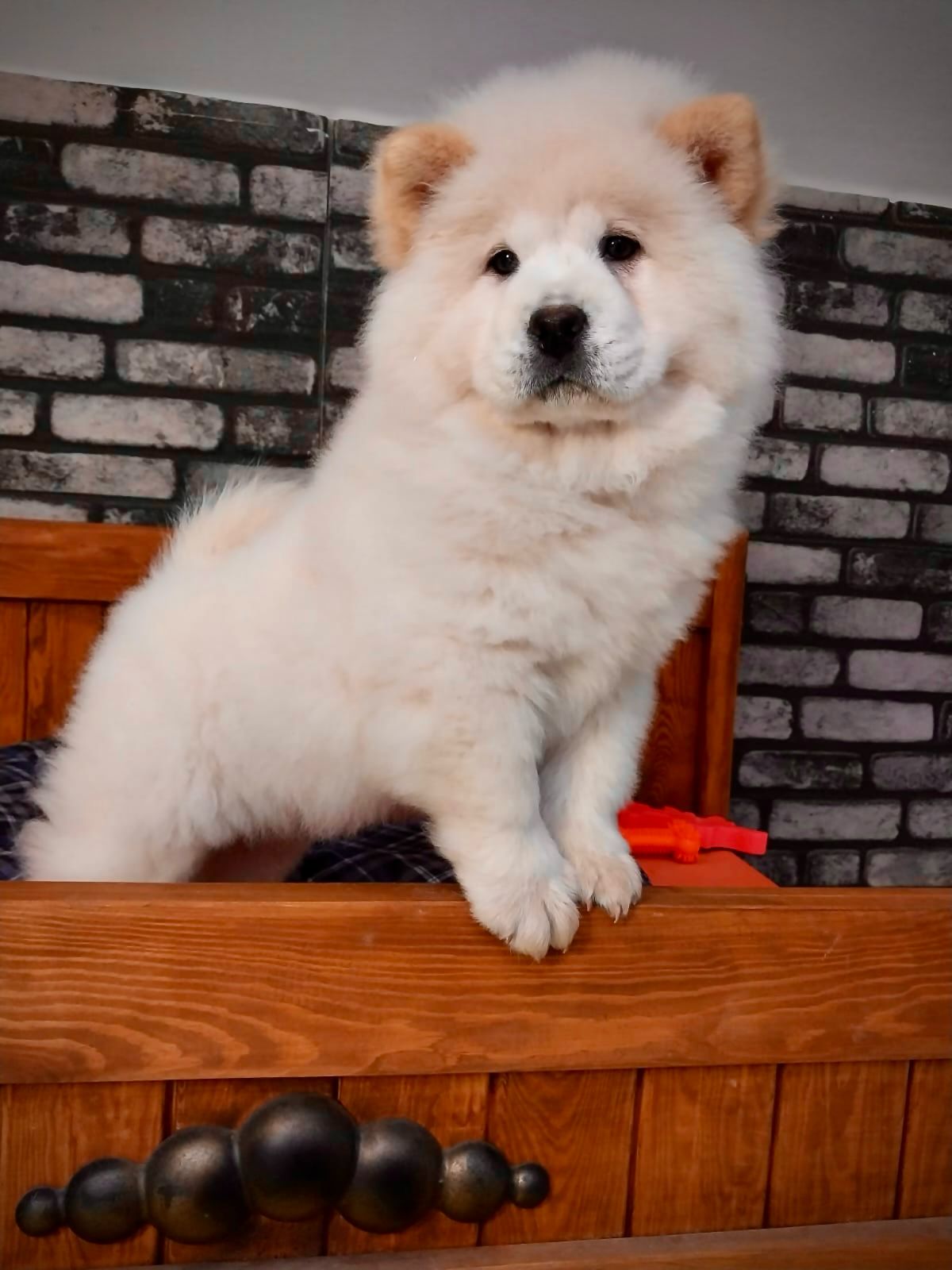 Beyaz Chow Chow - Görsel 6
