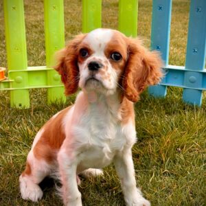 Cavalier King Charles Yavrularımız