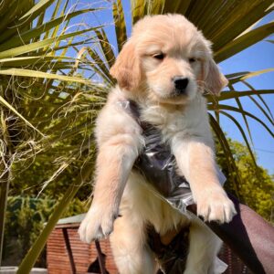 Golden Retriever Yavru