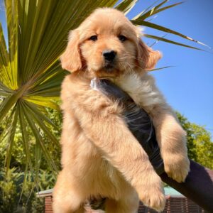 Kızıl Renk Golden Retriever