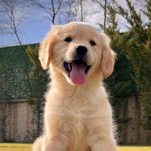 Baby Face Golden Retriever