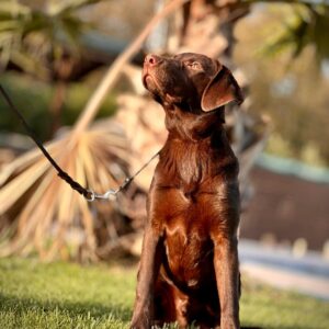 Chocolate Labrador