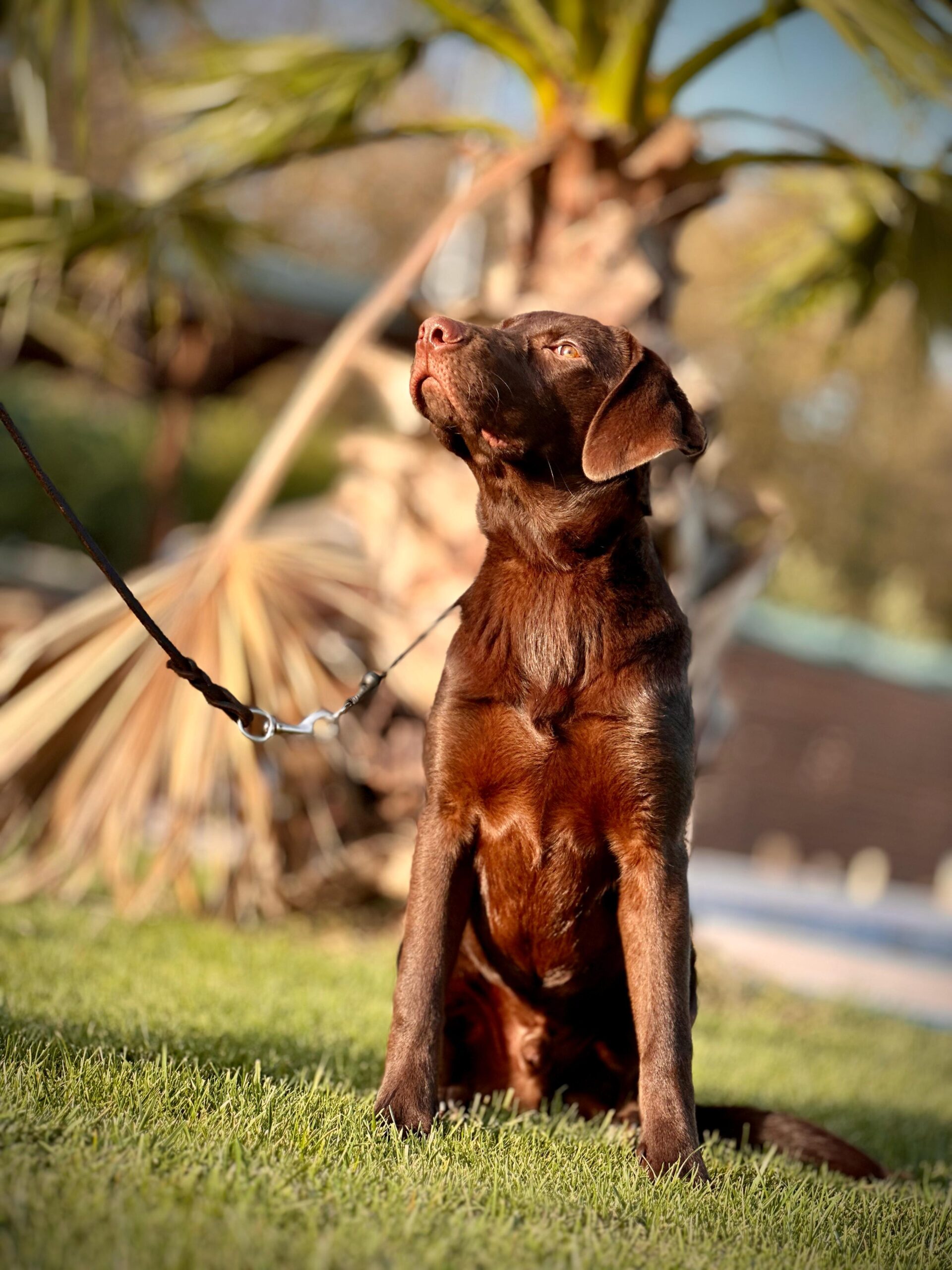 Chocolate Labrador