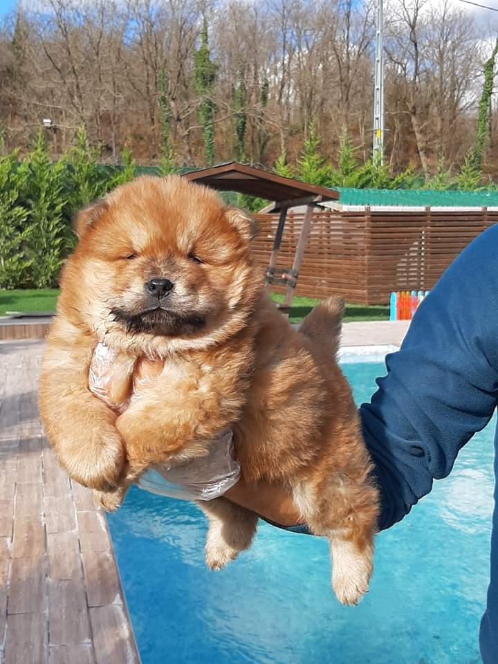 Fawn Renk Chow Chow - Görsel 2