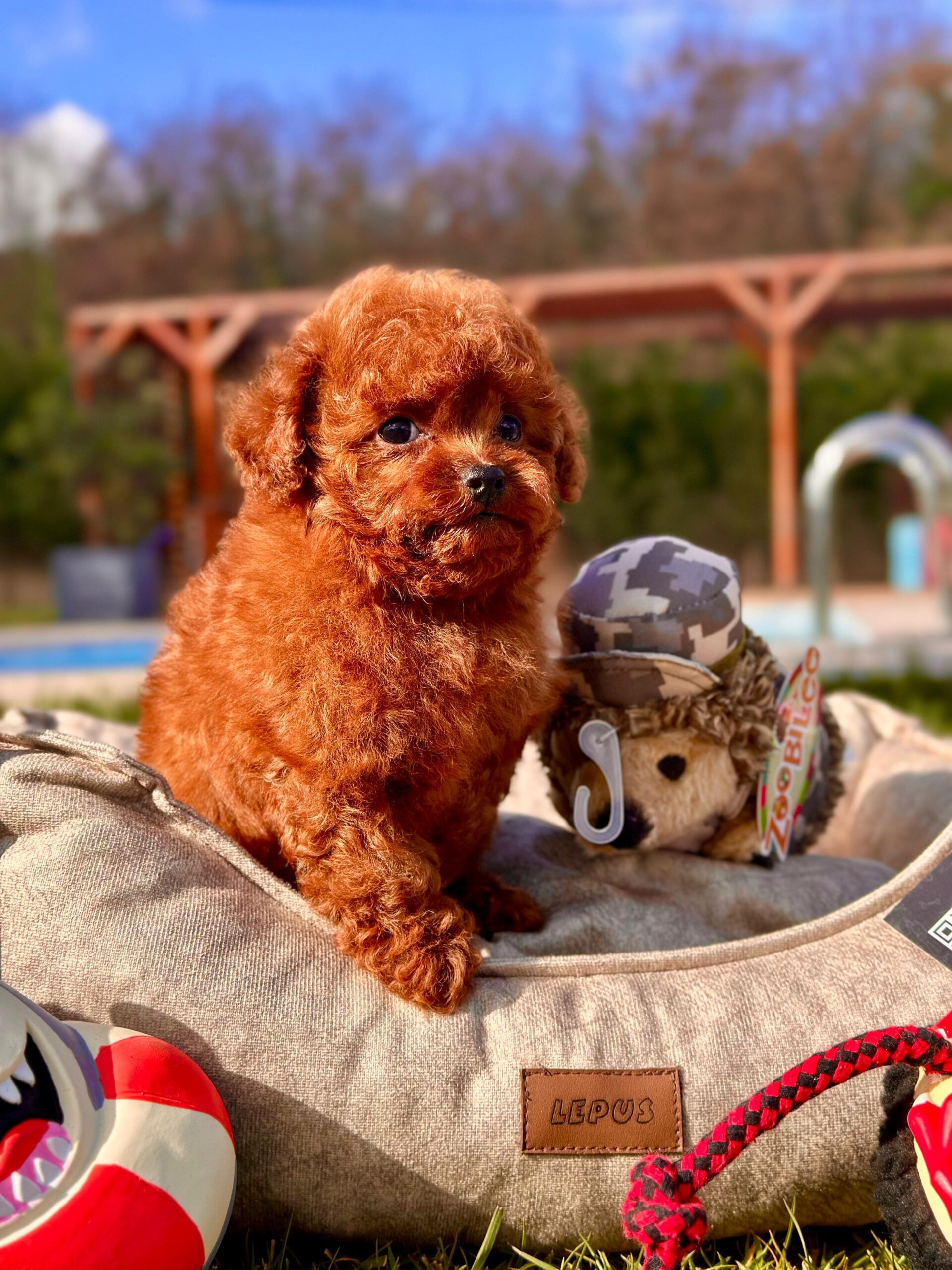 Toy Poodle Yavrularımız - Görsel 5