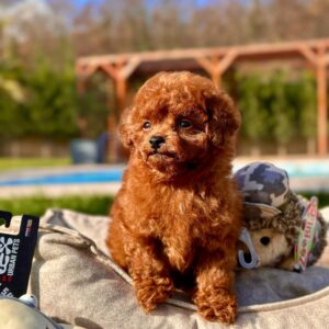 Toy Poodle Yavrularımız