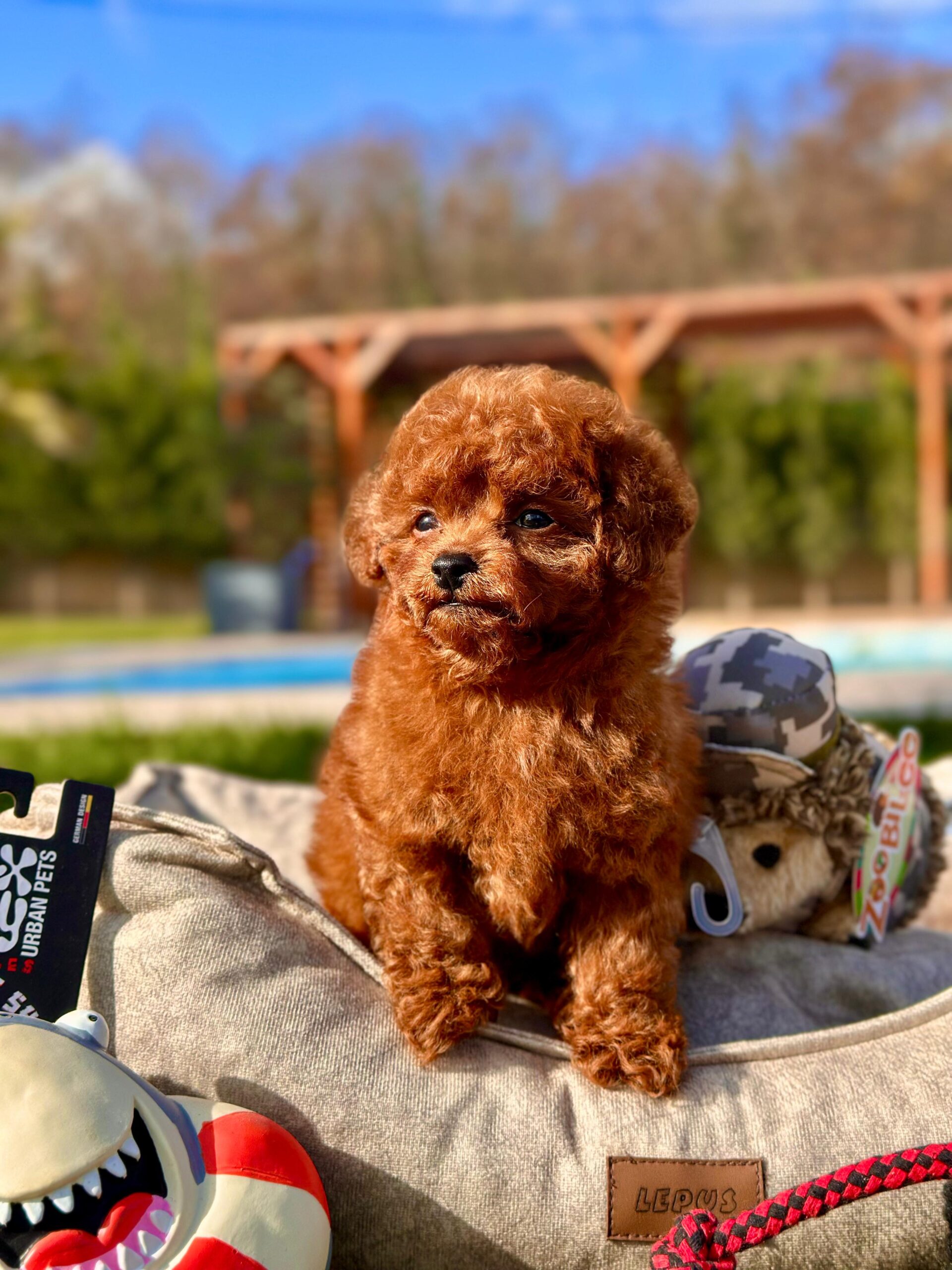 Toy Poodle Yavrularımız