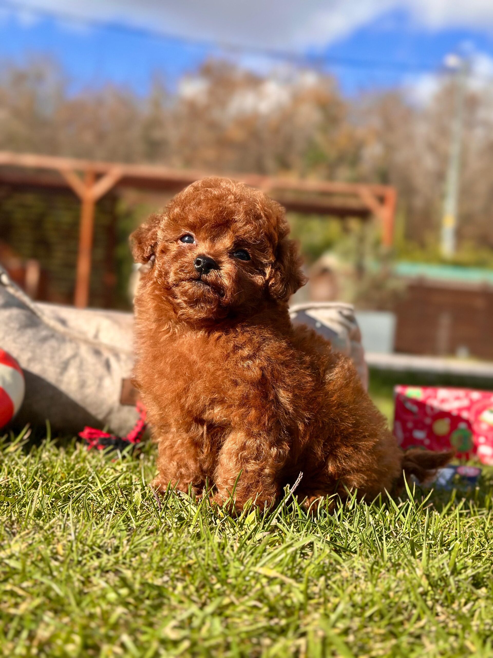 Toy Poodle Yavrularımız - Görsel 2