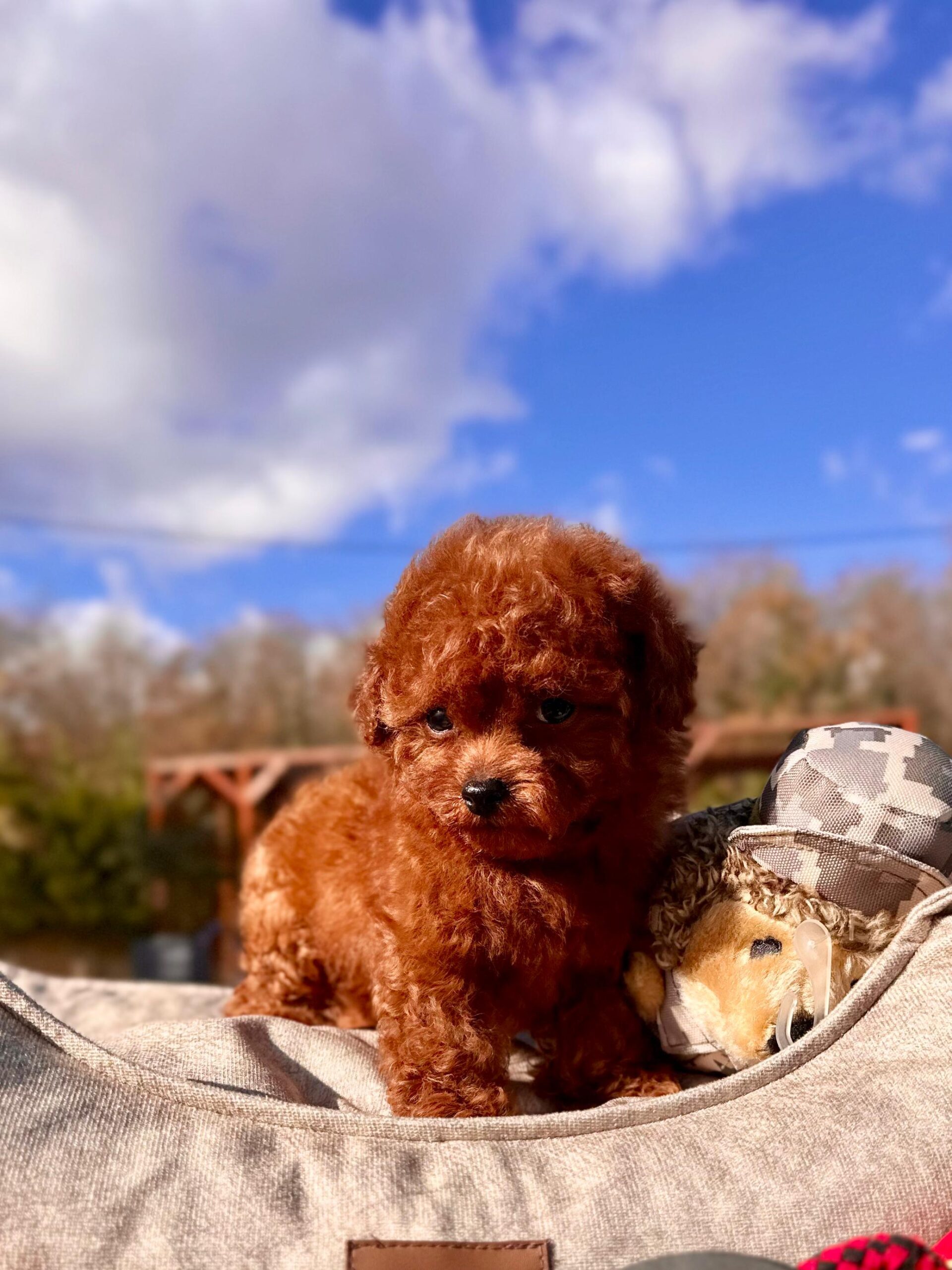 Toy Poodle Yavrularımız - Görsel 4