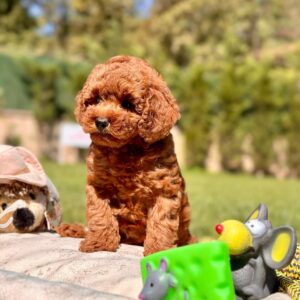 Toy Poodle Yavrularımız