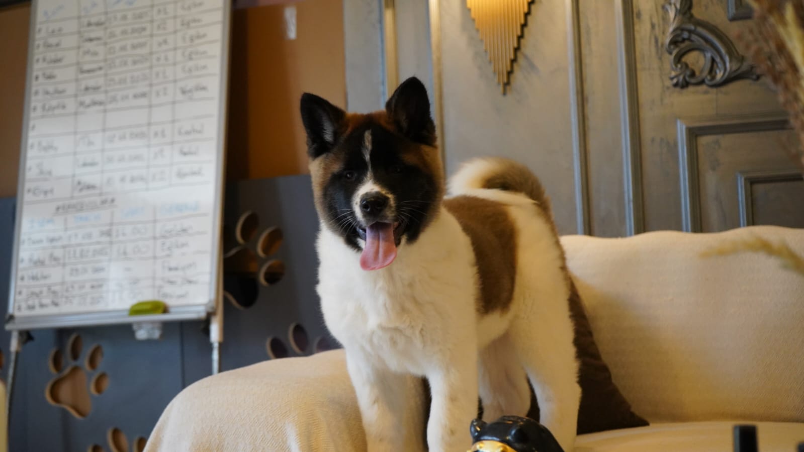 Amerikan Akita İnu