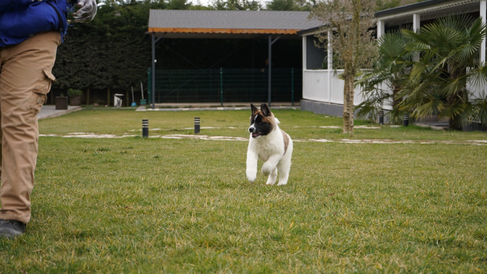 Amerikan Akita İnu - Görsel 5
