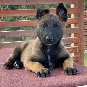 Belçika Malinois