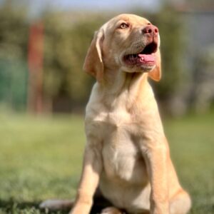 Labrador Retriever