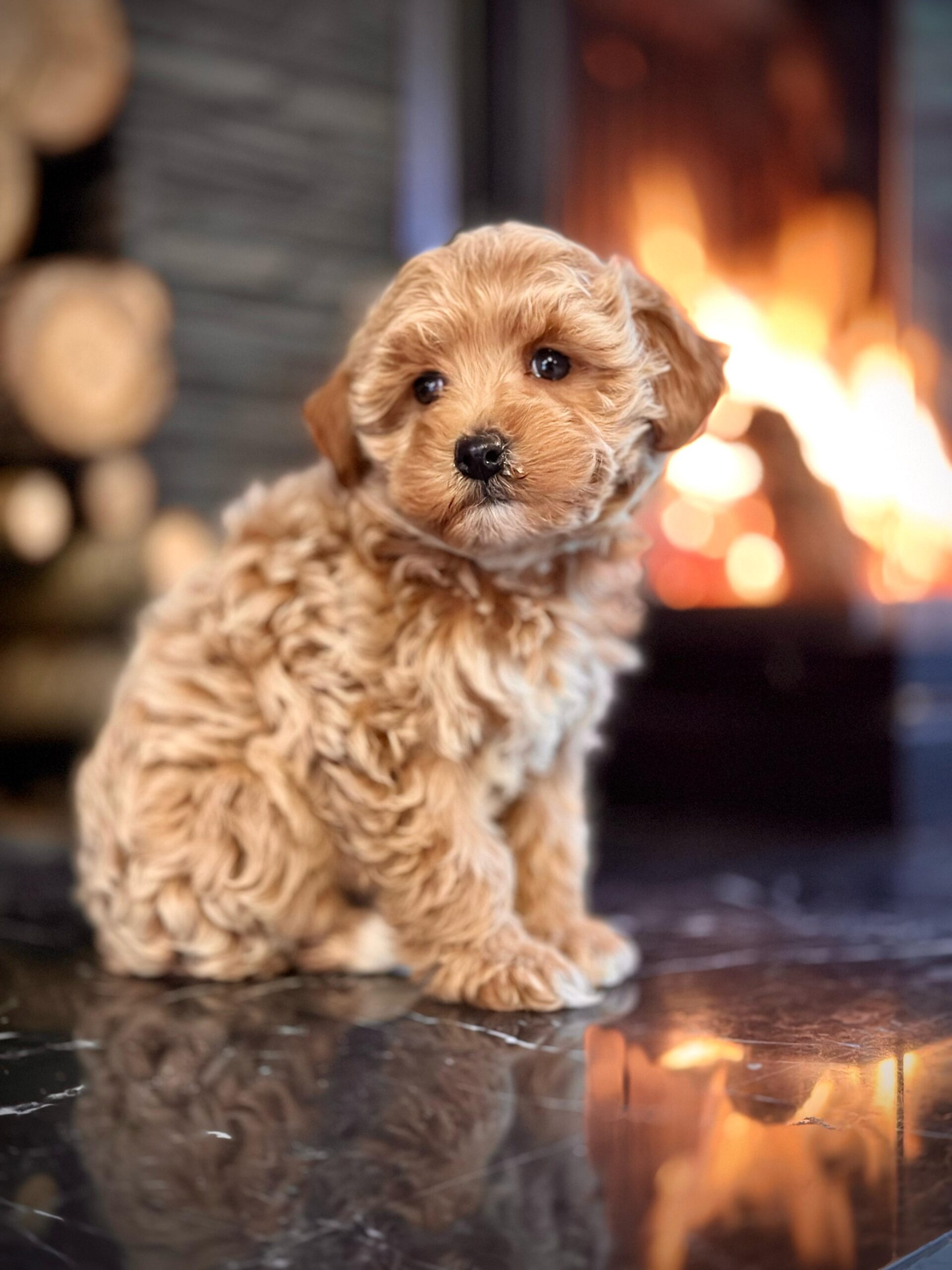 Irk Garantili Red Maltipoo