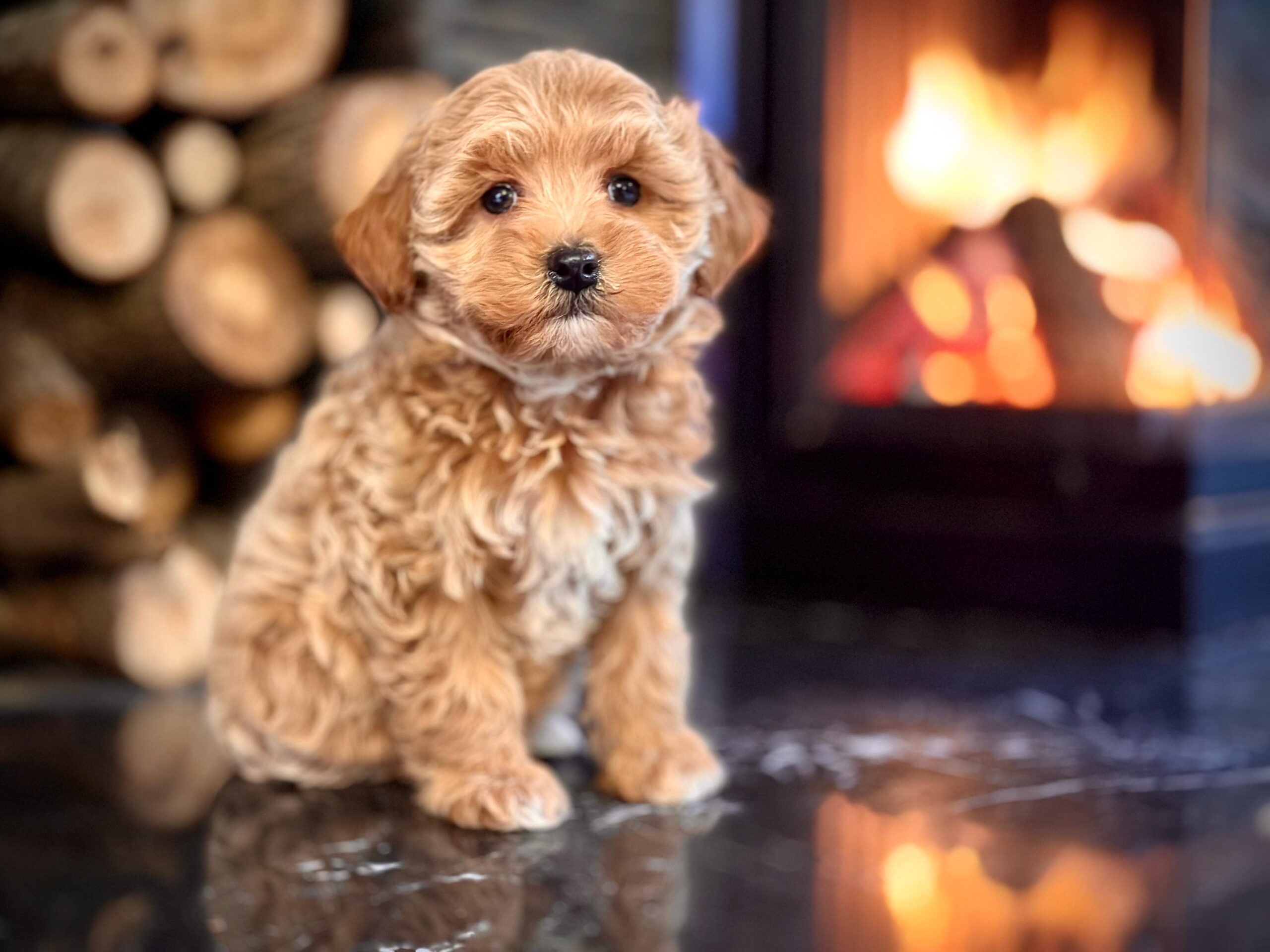 Irk Garantili Red Maltipoo - Görsel 4