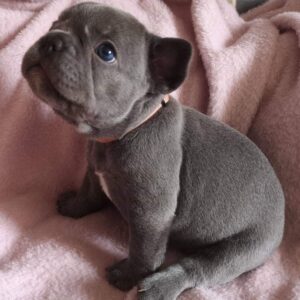 French Bulldog