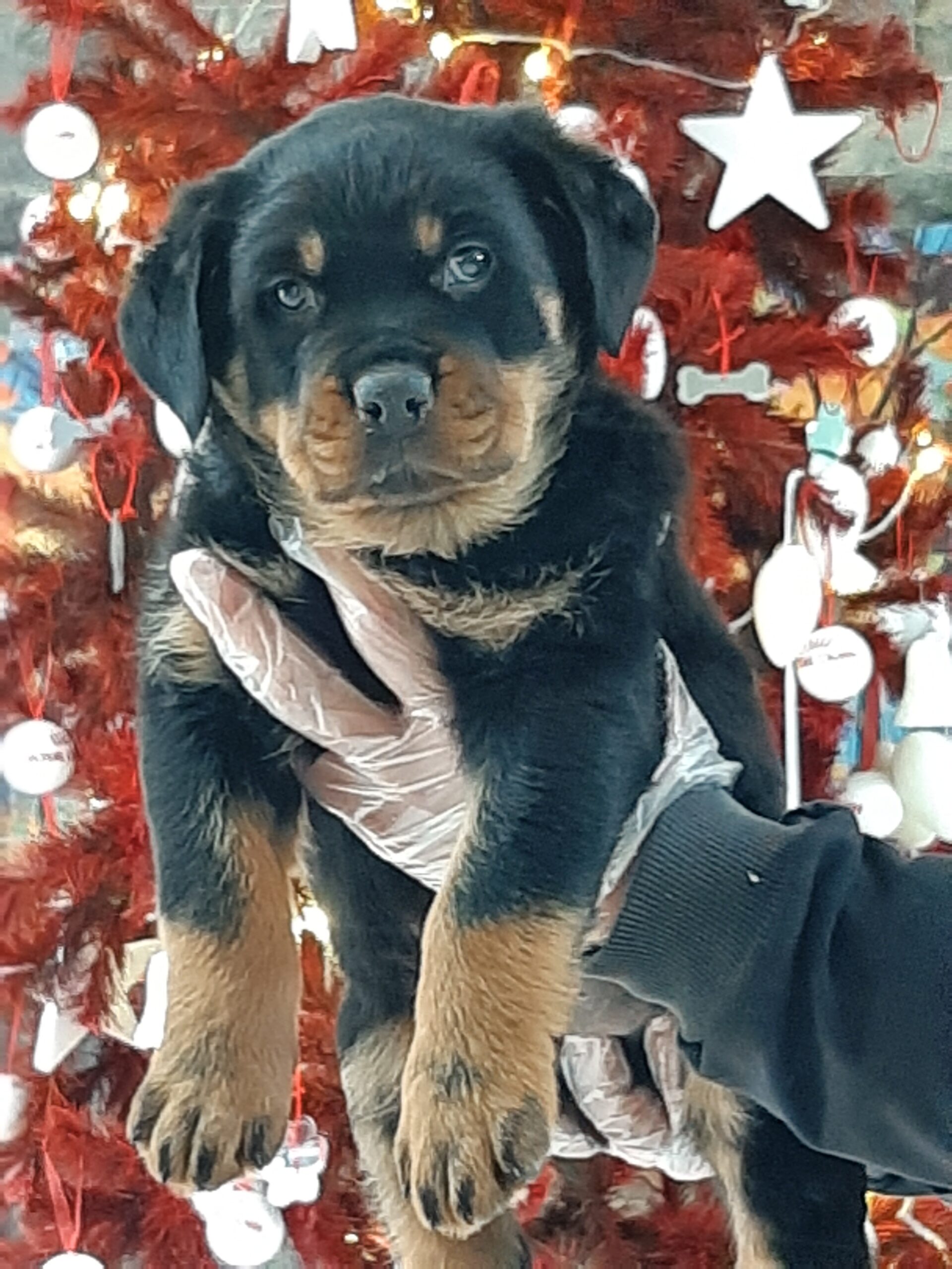 Rottweiler - Görsel 3
