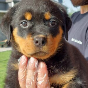 Rottweiler