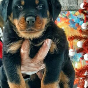 Rottweiler