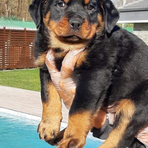 Rottweiler