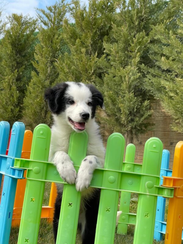 Siyah-Beyaz Border Collie - Görsel 3
